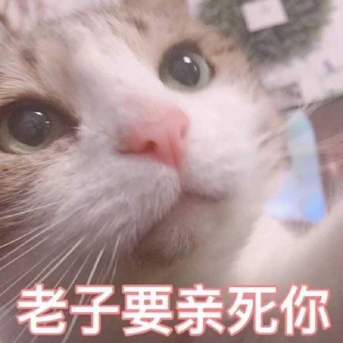 有什么撩女生的情话和表情包