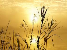 WordPress如何隐藏评论模块,让评论模块登录才可见