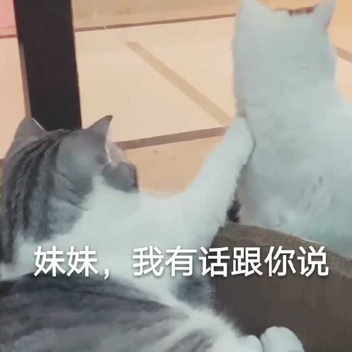有什么撩女生的情话和表情包?