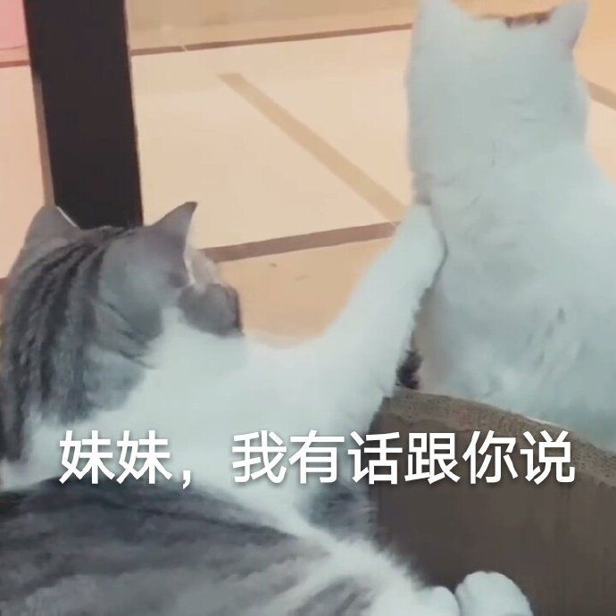 有什么撩女生的情话和表情包?