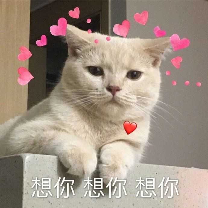 有什么撩女生的情话和表情包?