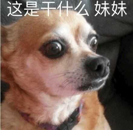 有什么撩女生的情话和表情包?