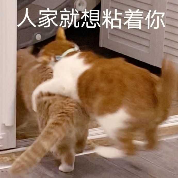 有什么撩女生的情话和表情包?