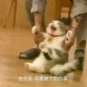 猫绅士